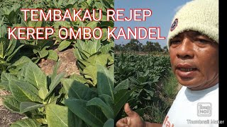 TEMBAKAU REJEP GODONG KEREP OMBO UMUR 63 HST UPDATE  29 SEP 2024