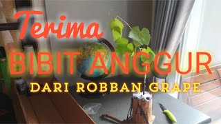 Edisi Terima Bibit Dari  Robban Grapes