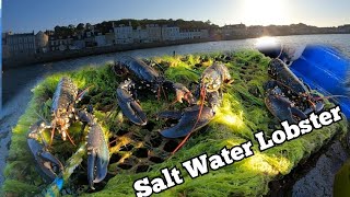 LOBSTER FISHING IN UK WATERS