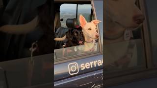 Fomos passear de @serra4x4 em Serra Negra. #petfriendly #cachorros #interiordesp #serranegra