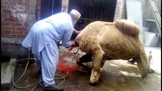 camel qurbani HD