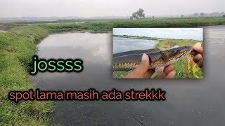 Casting ikan gabus ll strek terus - heri metal fishing