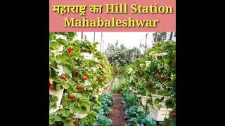 Mahabaleshwar | Maharashtra Ka Hill Station Mahabaleshwar | #short #mahabaleshwar #hillstation