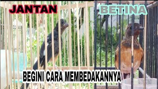 AMPUH!!! CARA MEMBEDAKAN JANTAN & BETINA MURAI TROTOL