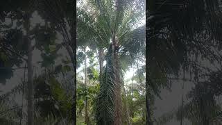 Panen sawit sudah resiko dapat pokok gondrong