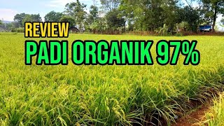 REVIEW PADI ORGANIK 97% KARANGASEM MAJALENGKA