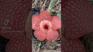 Rafflesia Arnoldi Flower yang berada di wisata batu katak Sumatra utara sedang mekar Full