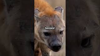 Surprising Facts About Hyenas!