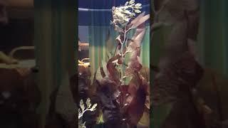 California Academy of Sciences Jan 2019 part 2