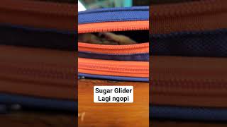 #shorts Sugar Glider Diajak Ngopi Part 1