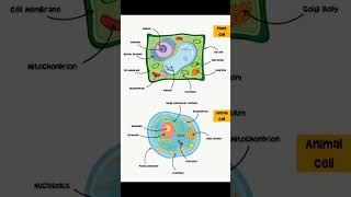 BIOLOGY - Animal & plant : CELL    #ssc #upsc #bpsc  #shorts #short #biology