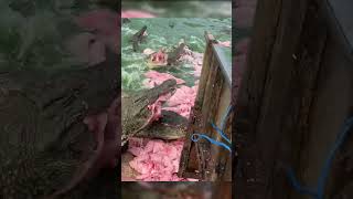 Feeding Frenzy Watch What Crocodiles Eat! Alligator video #shorts #viral #animaltheater