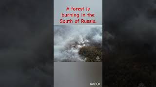 A forest is burning in the South of Russia. It's always a tragedy. #nature  #forestfire