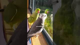 Funny And Smart Parrots #shorts #talkingparrot #linkinbio