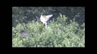 Bihoreau gris (Nycticorax nycticorax) au Lac du Der (Juin 2016)