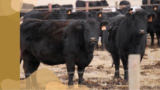 Steps in a bovine tuberculosis investigation | Bovine TB