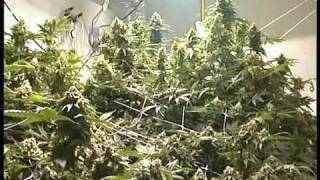 Optimización en el cultivo de la Marihuana