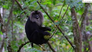 #funny Lion-tailed #macaque antics #nature #wildlife #travel #india #explore #westernghats