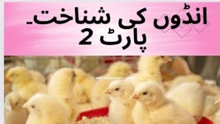 Hatching 🐣 #organic free rang poultry #poultry farming #poultry business / part 2