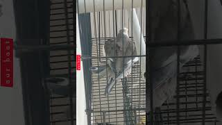 Mating of Hot Male Cockatiel & Too Young Female