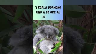 Perché i koala dormono così tanto? #shorts #curiosita #koala