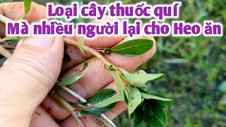 Loại cây trị Zona thần kinh, u vú, viêm cầu thận, tiểu buốt tiểu gắt...PHAN HẢI Vlog