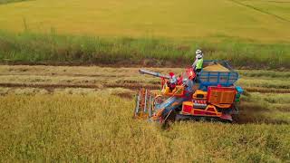 RELAXING  SLOW MOTION HARVESTERS IN THAI RICE FIELD FROM A DRONE