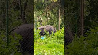 Ooty Bison #ooty #bison #travel #trending #ootytrip