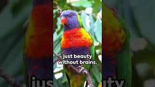 Rainbow Lorikeet ✨🍁🦅🐞