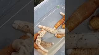 Sand Fish, Sea Cucumber, Batunan in Palawan #catchandfeastcrew #seacreatures #seacucumber