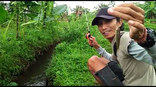 GACOR!!! Mancing Ikan Sehabis hujan #mancing #microfishing #mancingnilem #mancingwader