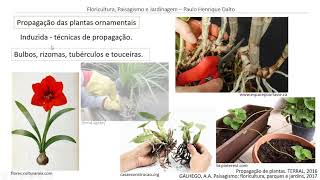 Propagação das plantas ornamentais