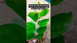 daun berkhasiat tinggi#berkebun #berkebundirumah #pertanian #petualangan