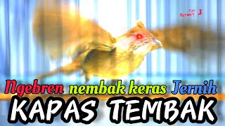 🔴MASTERAN KAPAS TEMBAK FULL JEDA TEMBAKAN KERAS, NGEBREN, AUDIO JERNIH