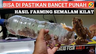 HASIL BERBURU BANCET SE MALAM DI SINI GRATIS TISS WAKTUNYA KITA TAMPUNG  #auranti #bancet #fyp