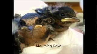 Wild Bird Rehabilitation Baby Bird Review 2012