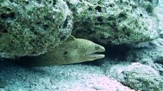 A Spotted Moray Eel On Palancar Reef in Cozumel