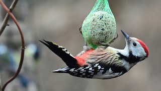 Vögel an winterlichen Futterstellen_Bildershow