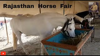 Rajasthan  Horse  Fair