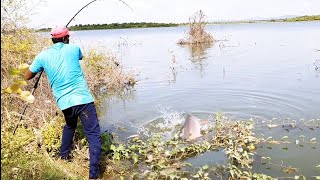 Krishna River 🎣 Single Hook Fishing video BiG Rohu Fishes Fisher man Catching Rice brown powder