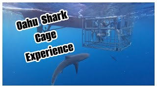 Oahu Shark Cage Experience! Surrounded by Galapagos Sharks!