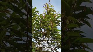 Tanam Durian Bawor Jarak Dekat .#tanamandurian #petanimuda #shorts #shortvideo #tipsberkebun #viral