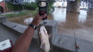 Flathead in flooded OHIO RIVER (Cincinnati)5-10-22