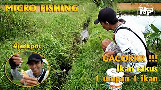 micro fishing || mancing diparit ikan pada kelaparan || plung yotttt #microfishing #mancingnila