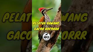 Pelatuk bawang gacor bocor #pelatukbawanggacor #pelatuk #pelatukbawang