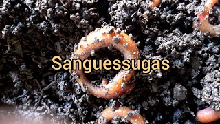 Sanguessugas: parentes assassinas das minhocas.