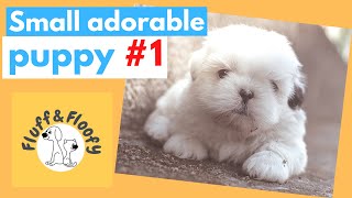 Pomeranian puppies 1! Teacup puppy with a flower on its head & playing with mom! #shorts