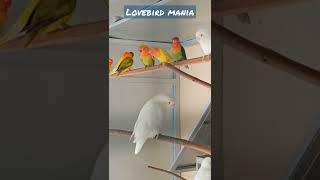 lovebird koloni