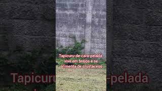 Você conhece a ave tapicure - de cara - pelada? #shortsviral