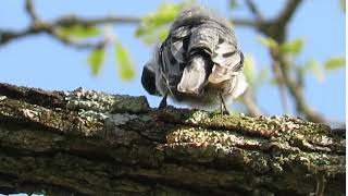 White-breasted Nuthatch